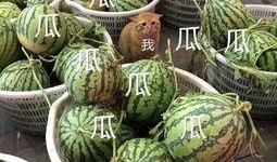 康欣娱乐吃瓜君,揭秘娱乐圈幕后真相